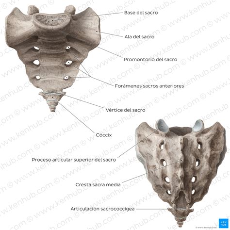 Sacro Anatomía y correlaciones clínicas Kenhub