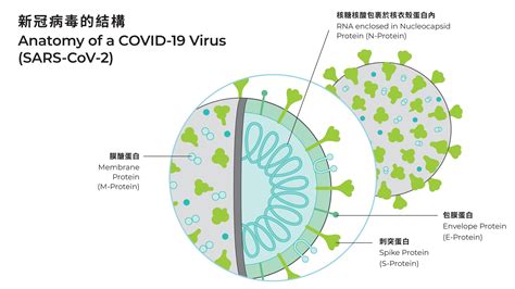 【變種病毒】一文了解變種病毒and快速抗原測試