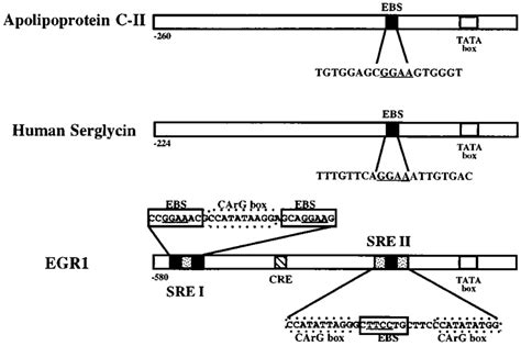 Schematic Representation Of Ets Target Gene Promoters The Ets Target