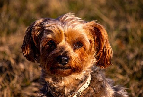 Pooch Dog Breed