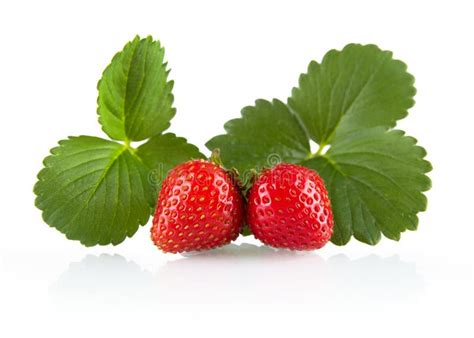 Two Whole Strawberries With Leaves Isolated On A White Stock Image