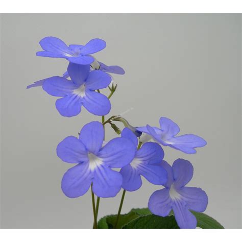 Streptocarpus Falling Stars Drehfrucht