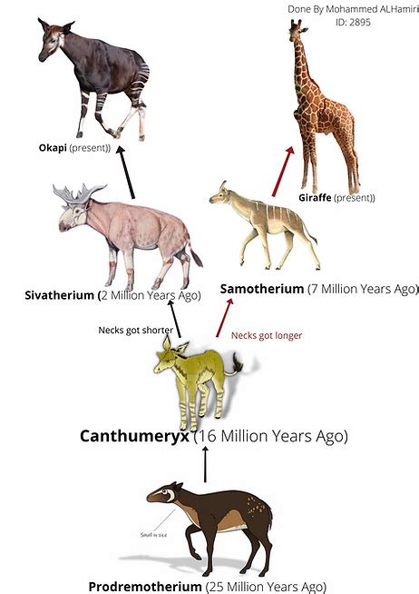 Evolution of the Okapi | My Site 1