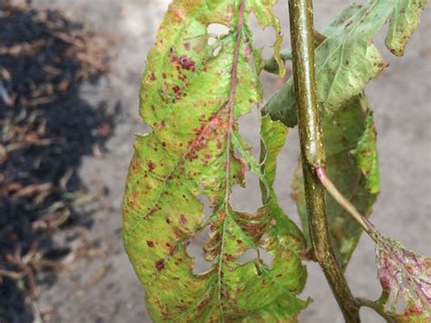 Plum Tree Diseases Australia Vickey Lay