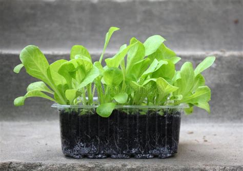 Green Endive Lettuce Seedlings Stock Image Image Of Roots Freshness