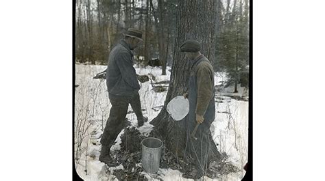 Reflecting On The Tradition Of Making Maple Syrup In Parry Sound District