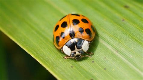 How to get rid of Asian lady beetles invading Kentucky homes | whas11.com