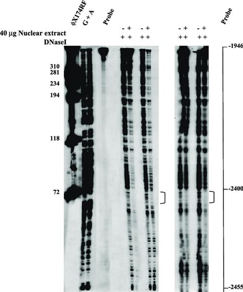 Dnase I Footprinting Analysis Of The À 2436 À 1946 Repressor Region