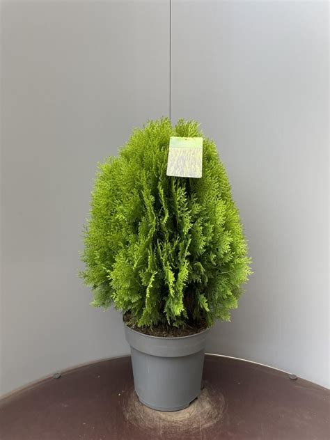 Platycladus Orientalis Aurea Nana Plant Wholesale Floraccess