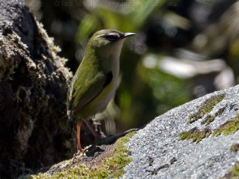 South Island Wren Rock Wren Photo Image 2 Of 6 By Ian Montgomery At