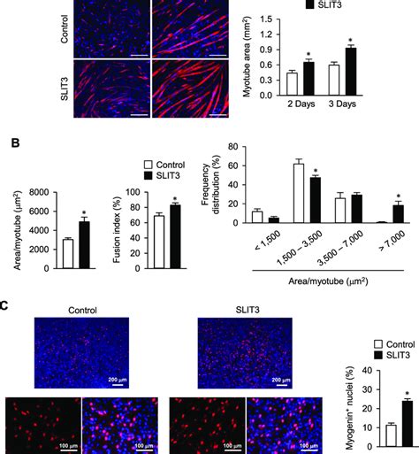 Slit Stimulates Myoblast Differentiation And Myogenin Expression In