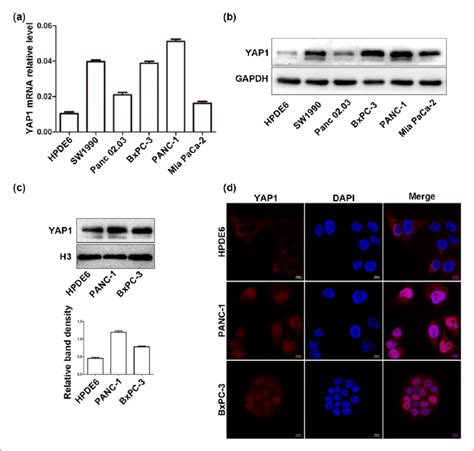 Expression Of YAP1 Is Upregulated In PDAC Cells A And B The