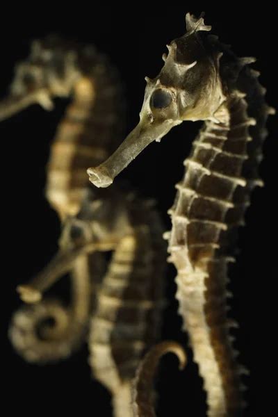 Sea Horses Pictures Sea Horses Stock Photos And Images Depositphotos®