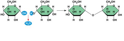 Ap Bio Chapter 5 And 6 Test Flashcards Quizlet