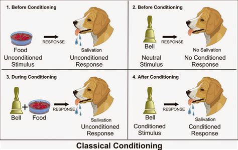 Classical Conditioning Examples Animals at Jeanne Tookes blog