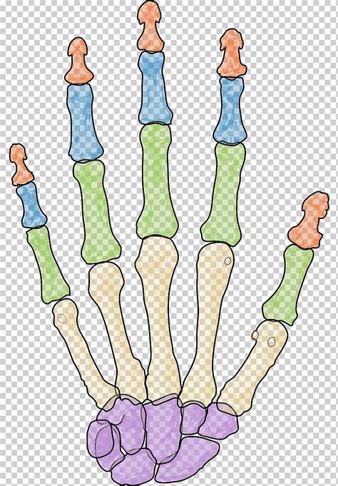 Esqueleto Humano Huesos Del Carpo Falange Hueso Mano Mano Humano