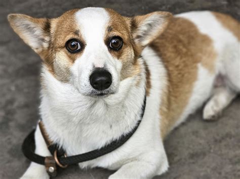 Corgi Perro Mascota Foto Gratis En Pixabay Pixabay