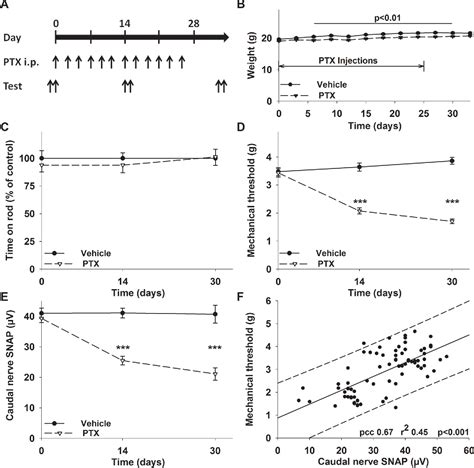 Figure 1 From Assessment Of Paclitaxel Induced Sensory Polyneuropathy