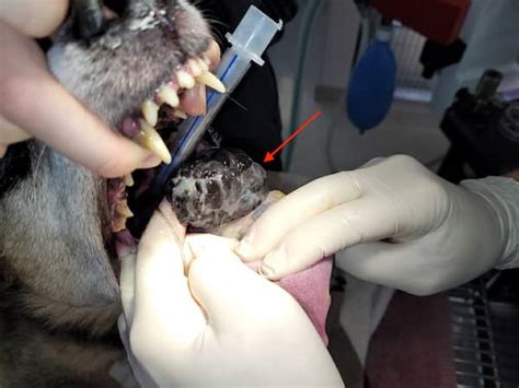 What Causes Canine Oral Melanoma