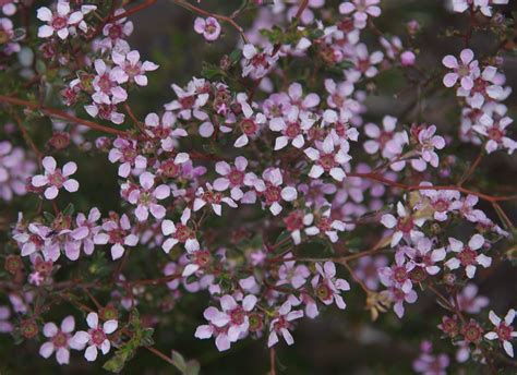 Pericalymma Ellipticum Jandakot Regional Park Near Perth Flickr