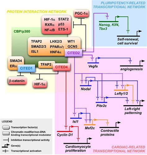 Cited Proteins In The Heart Of Pluripotent Cells And In Hearts Full