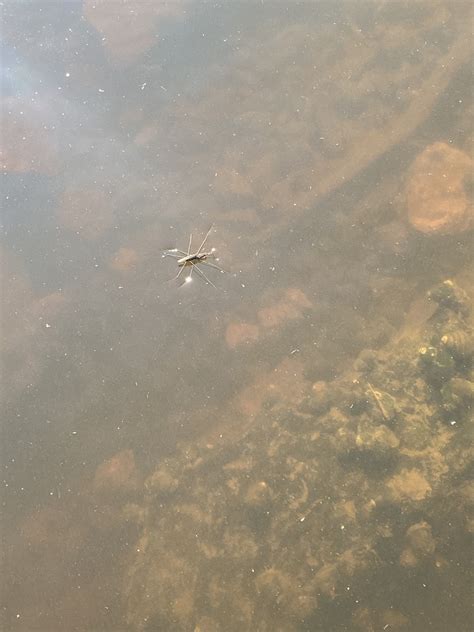 Lake Pondskater From Varnumsviken Kristinehamn S Se On June