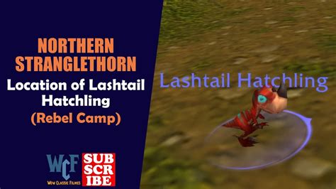 Location Of Lashtail Hatchling Rebel Camp Northern Stranglethorn