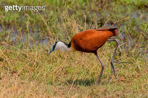 African Jacana Actophilornis Africanus Walking Through Swampy Grass