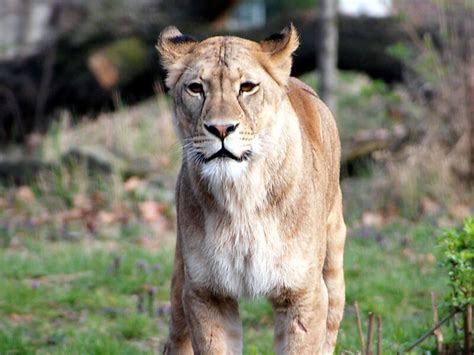 Berlin Zoological Garden Germany | Fasci Garden