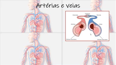 Plano De Aula Sistema Circulat Rio Ano Rectory