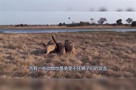 非洲最强的“单挑王”，野牛轻松秒杀狮子，镜头记录激烈瞬间野牛狮子秒杀