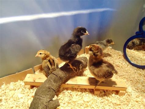 How to Set Up a Chick Brooder: Temperature Chart and Supplies ...