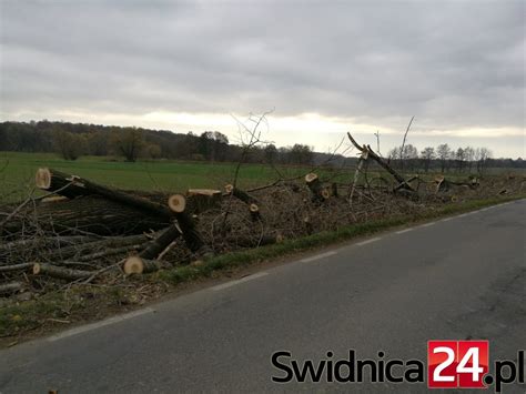 Kolejne drzewa poszły pod topór FOTO Swidnica24 pl wydarzenia