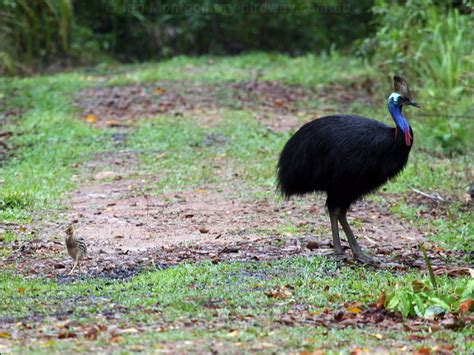 Southern Cassowary Photo Image 18 Of 25 By Ian Montgomery At Au