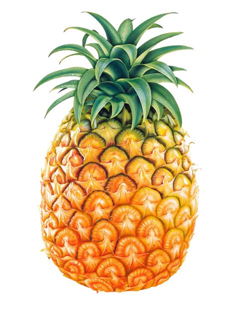 Pineapple Png Images Free Download