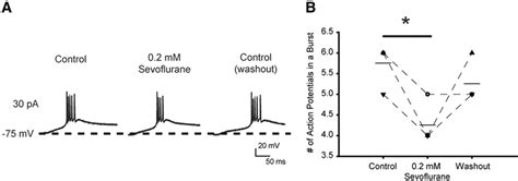 The Effect Of Sevoflurane On Burst Activity In Cmt Neurons In Brain