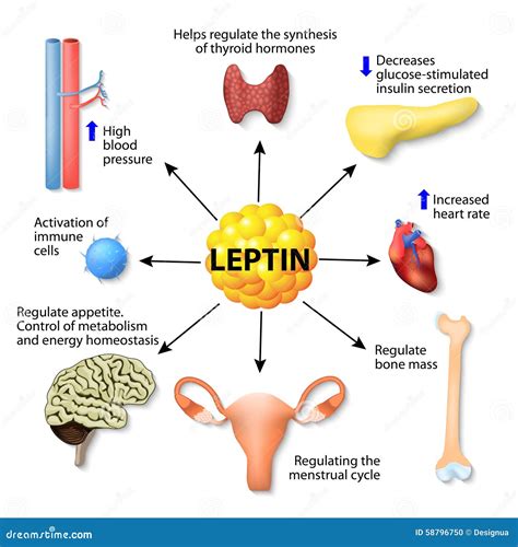 Leptin Cartoons, Illustrations & Vector Stock Images - 207 Pictures to download from ...