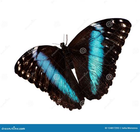 A Borboleta Azul Unida Do Morpho Voa Isolado No Fundo Branco Imagem De