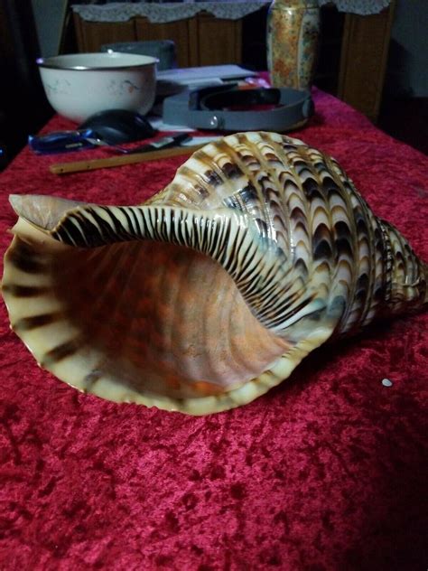 big conch shell  philippines