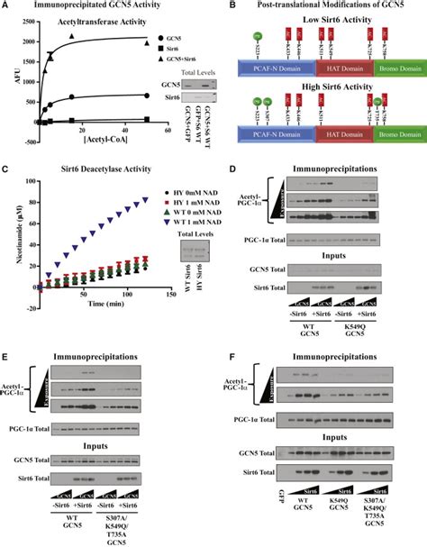 The Deacetylase Sirt6 Activates The Acetyltransferase GCN5 And