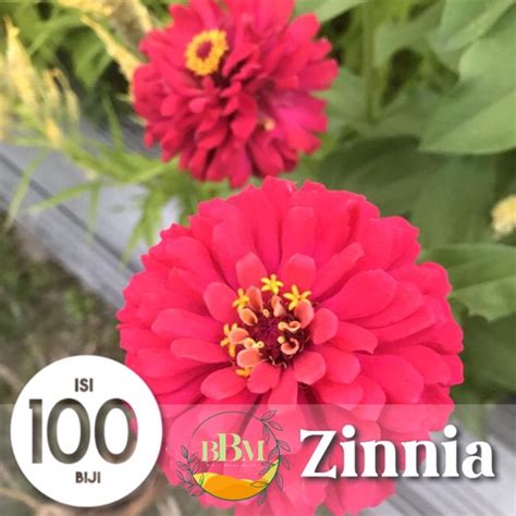 Jual Benih Biji Bunga Kertas Zinnia Mix Murah Shopee Indonesia