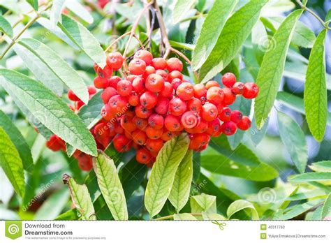 Rowanberry Branch Stock Image Image Of Shiny Sanddorn 40317763