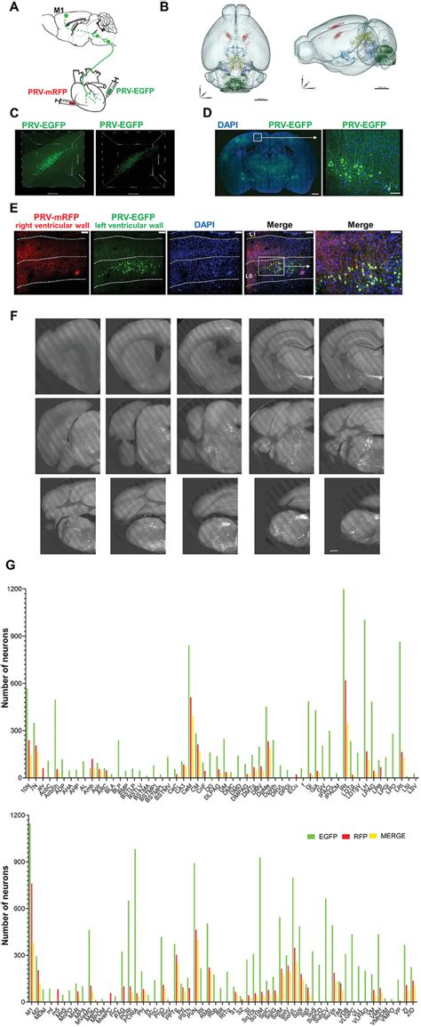 Manipulation Of Glutamatergic Neuronal Activity In The Primary Motor