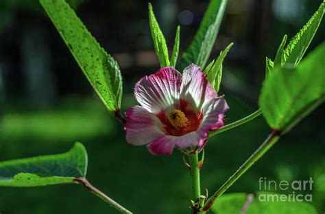 Okra Flower Photograph by Michelle Meenawong - Pixels