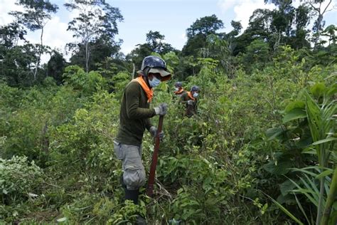 Erradican Más De 3000 Hectáreas De Cultivos Ilegales De Hoja De Coca Inforegión