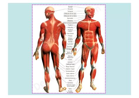 Sistema Muscular Generalidades Ppt