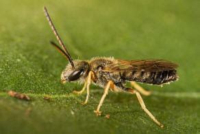 Halictus Seladonia Tumulorum Gew Hnliche Goldfurchenbiene Schmal