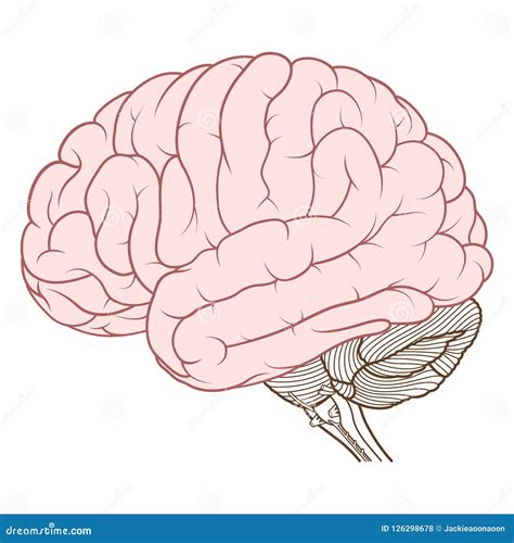 人脑解剖学侧视图的色的大脑平展 向量例证 插画 包括有 健康 内存 上色 查出 头脑 智力 126298678