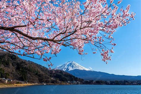 Mount Fuji Cherry Blossom Wallpapers - Top Free Mount Fuji Cherry ...