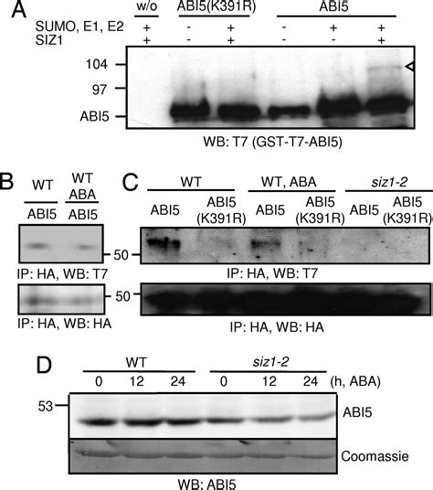 Sumoylation Of Abi By The Arabidopsis Sumo E Ligase Siz Negatively